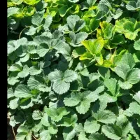 نهال توت فرنگی|گل و گیاه طبیعی|جیرفت, |دیوار