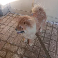 سگ فروشی قیمت 15ساعت پنج ونیم به بعد در خدمتم|سگ|شهریار, شهریار|دیوار