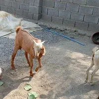 کهر نر