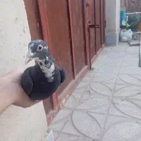 ماده پلنگ جونگ|پرنده|ماهان, |دیوار