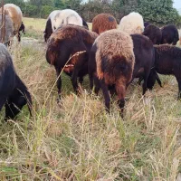 گوسفند آبستن افشاری|حیوانات مزرعه|طبقده, |دیوار