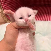 رزرو رزرو گربه بریتیش سفید|گربه|نوشهر, |دیوار