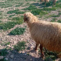 روغن حیوانی