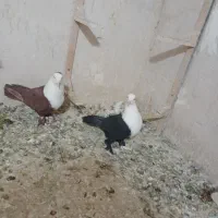 کربلایی سارو ساده