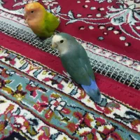 یک جفت کوتوله برزیلی سالم و سرحال|پرنده|شیراز, پانصد دستگاه ارتش|دیوار
