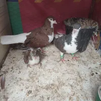 کفتر نرو ماده