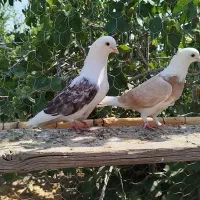 ۴ عدد حیون