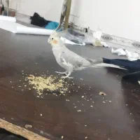 عروس هلندی ماده