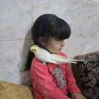 عروس هلندی فول دستی|پرنده|شیراز, دست خضر|دیوار