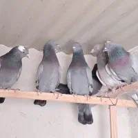 کفتر سبز خطی نر و ماده