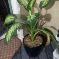 گل خوب وشاداب