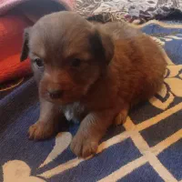 چهار تا توله از نژاد اصیل|سگ|سیرجان, |دیوار