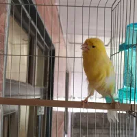 قناری ماده رسمی بلند|پرنده|لاهیجان, بازکیاگوراب|دیوار