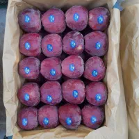 فروش سیب لوکس اشنویه|خوردنی و آشامیدنی|اشنویه, |دیوار