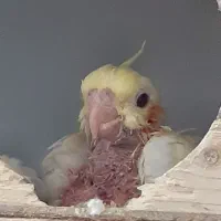 بچه عروس هلندی