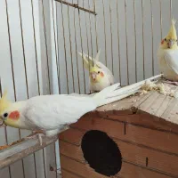 عروس هلندی نروماده جفت لوتینو با دوتاجوجه و تخم|پرنده|تهران, هفت چنار|دیوار