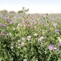 بذر یونجه بغدادی محلی|گل و گیاه طبیعی|اهواز, اهواز|دیوار