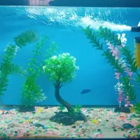 اکواریوم با لوازم|ماهی|بروجرد, |دیوار