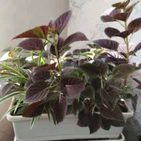 گل و گیاه طبیعی