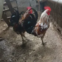فروش ۲عدد خروس اصیل گلین