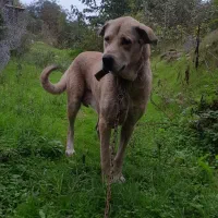 سگ ماده پژدر اصیل معاوضه|سگ|نوشهر, |دیوار