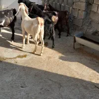 سلام فروش هفت عددبز|حیوانات مزرعه|دالاهو, |دیوار