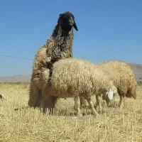 ورن . قوچ . گوسفند