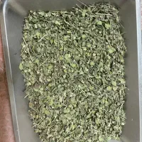 آویشن کوهی|خوردنی و آشامیدنی|مشهد, مقدم|دیوار