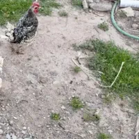 خروس سبرایت