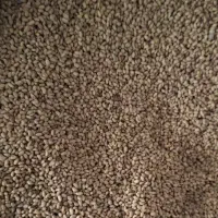 فروش بذر یونجه