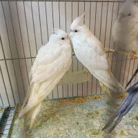 انواع طوطی|پرنده|اردبیل, |دیوار