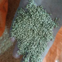 گندم و خوراک مرغ و مخلوط عروس هلندی وغیره