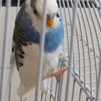 ۱  جفت مرغ عشق