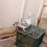 فروش کبوتر|پرنده|شیراز, سعدیه شمالی|دیوار