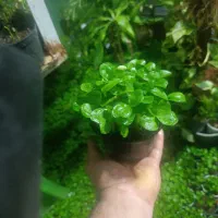 فروش عمده سبزه نارنج