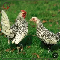 مرغ و خروس منیاتور