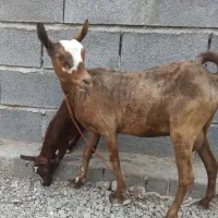 بز باکهره نر