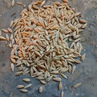 دوستان جو بذری دیم درجه یک  یک تن وگندم دیم موجود