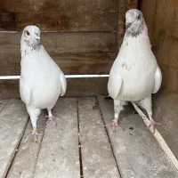 کبوتر دونه ۲۰۰