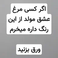 مرغ عشق|پرنده|ورامین, ورامین|دیوار