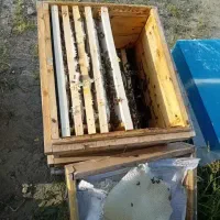 زنبور فروشی ۲۰۰کلنی