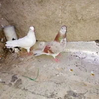 یه جفت کبوتر پرشی 7 ساعتی 8 نیم سفیده|پرنده|چالدران, |دیوار