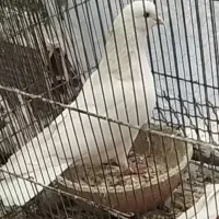 کفترخال پیس|پرنده|تهران, شهرک رضویه|دیوار