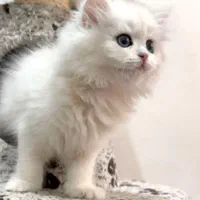 کانال گربه‌های اشرافی (اسکاتیش/پرشین/بریتیش)|گربه|کرمان, |دیوار