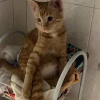 واگذاری گربه دی اس اچ نارنجی|گربه|قزوین, |دیوار