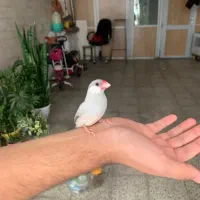 فنچ نرگسی سیلور|پرنده|تهران, زهتابی|دیوار