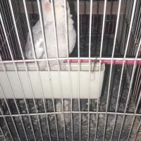 عروس هلندی|پرنده|مشهد, سجادیه|دیوار