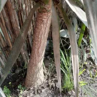 گل یوکا|گل و گیاه طبیعی|آستانه اشرفیه, |دیوار