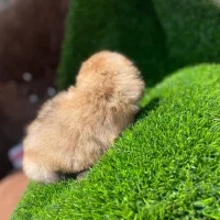 توله پاکوتاه آپارتمانی فقط 3900