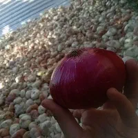 پیازسفیدوقرمزولایتی.|خوردنی و آشامیدنی|زاوه, |دیوار